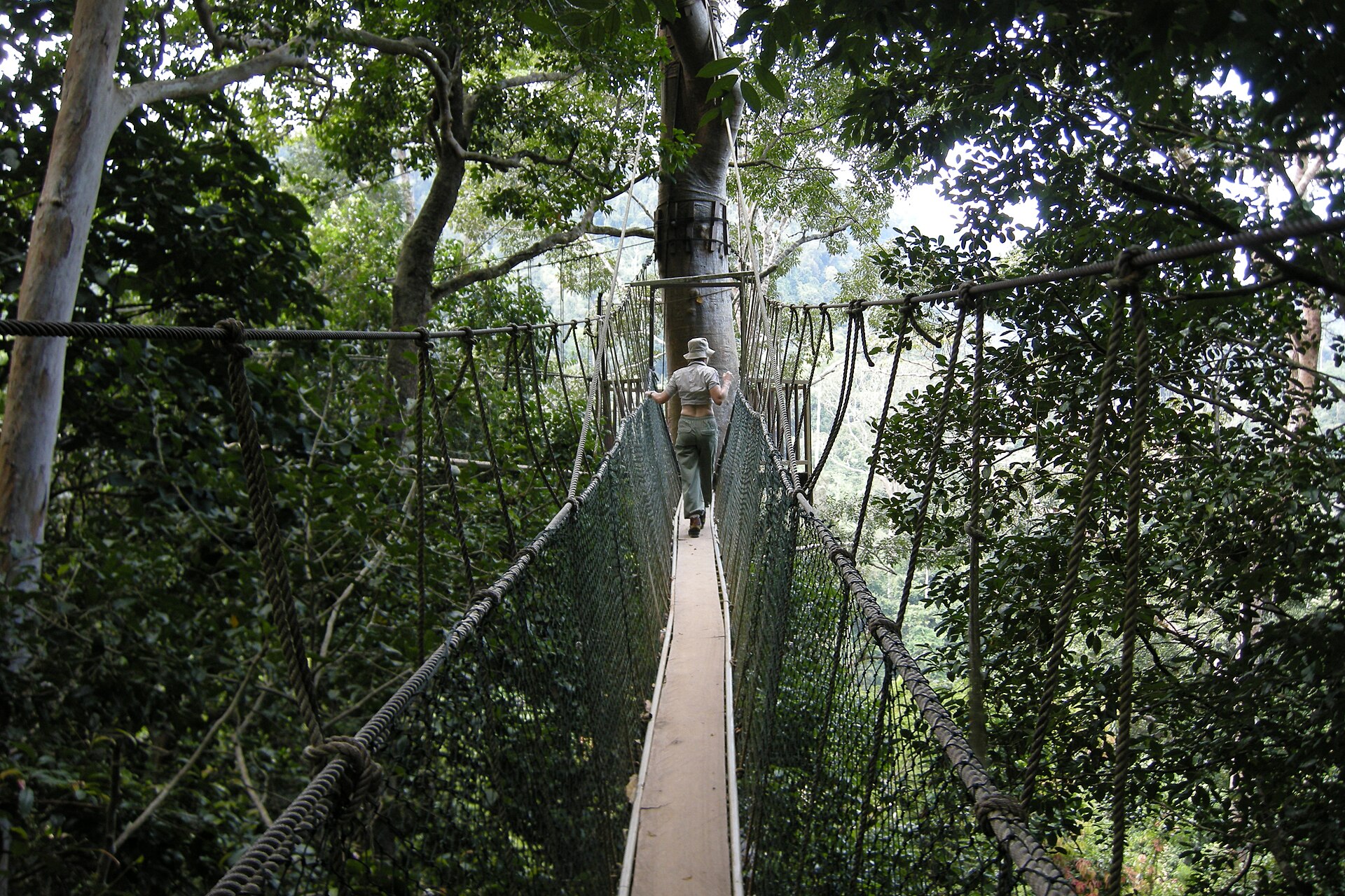 Canopy walkway, Taman Negara