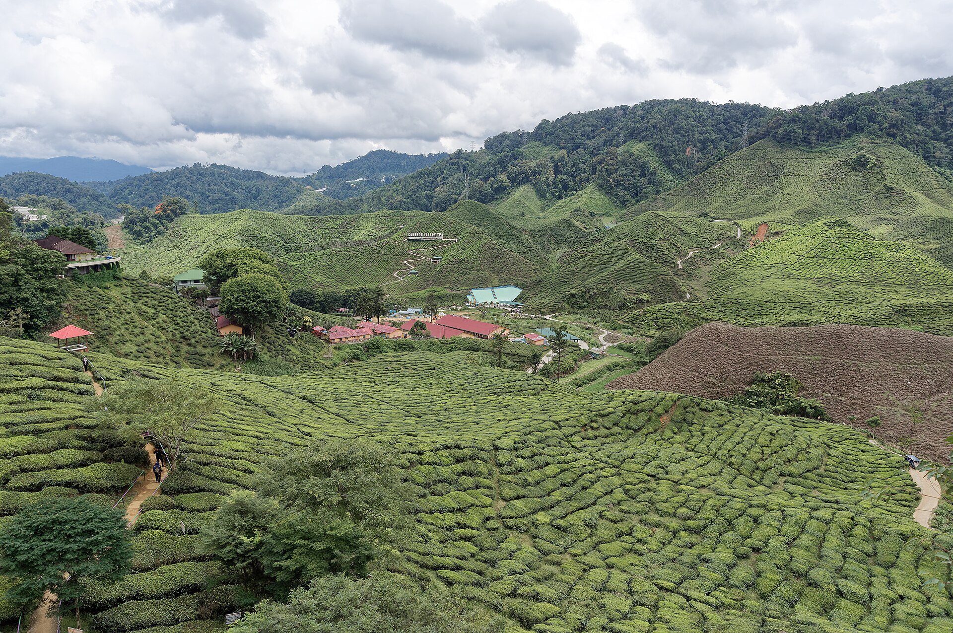 Tea plantations, Cameron Highlands