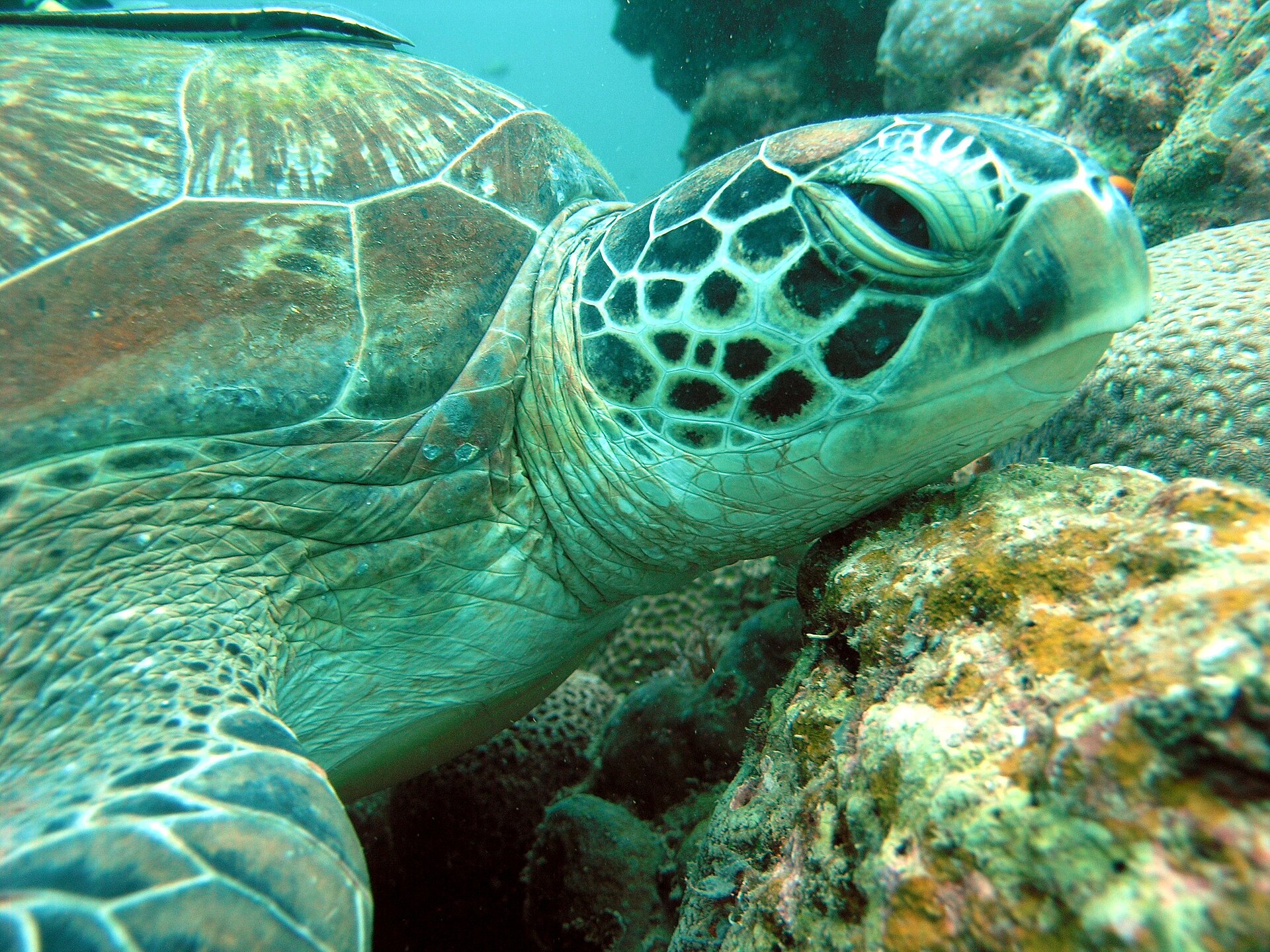 Green sea turtle